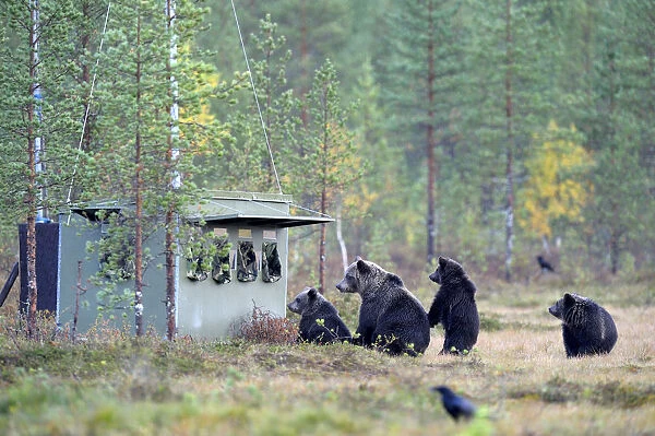 Brown Bears -Ursus arctos-, mother bear with cubs inspecting a photographer hiding in the autumnally coloured taiga or boreal forest, border area to Russia, Kuhmo, Karelia, Finland