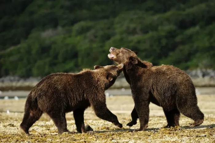 Framed Print : Two Brown Bears -Ursus arctos- play-fighting with each other, Katmai National Park, Alaska Framed Print : Two Brown Bears -Ursus arctos- play-fighting with each other, Katmai National Park, Alaska