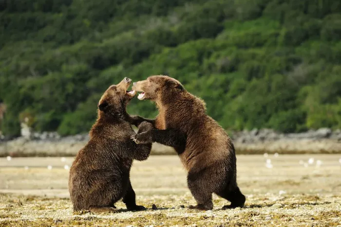Framed Print : Two Brown Bears -Ursus arctos- play-fighting with each other, Katmai National Park, Alaska Framed Print : Two Brown Bears -Ursus arctos- play-fighting with each other, Katmai National Park, Alaska