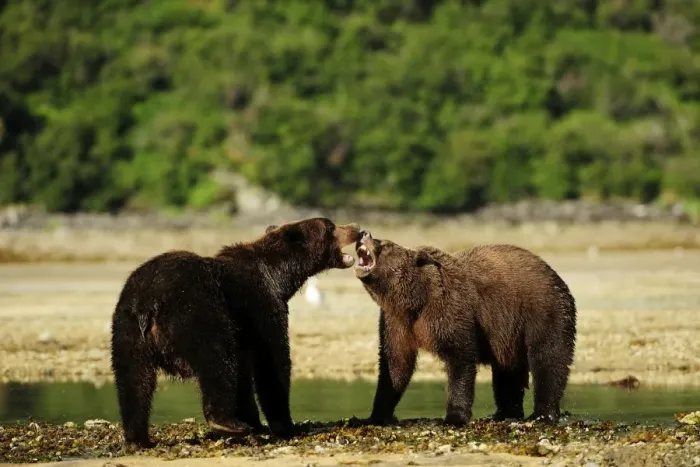 Framed Print : Two Brown Bears -Ursus arctos- play-fighting with each other, Katmai National Park, Alaska Framed Print : Two Brown Bears -Ursus arctos- play-fighting with each other, Katmai National Park, Alaska