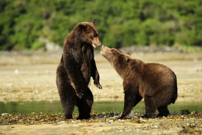 Framed Print : Two Brown Bears -Ursus arctos- play-fighting with each other, Katmai National Park, Alaska Framed Print : Two Brown Bears -Ursus arctos- play-fighting with each other, Katmai National Park, Alaska