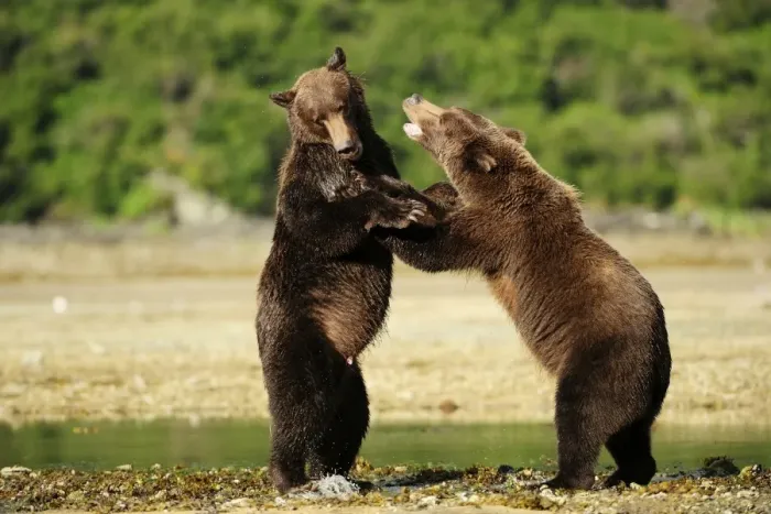 Framed Print : Two Brown Bears -Ursus arctos- play-fighting with each other, Katmai National Park, Alaska Framed Print : Two Brown Bears -Ursus arctos- play-fighting with each other, Katmai National Park, Alaska