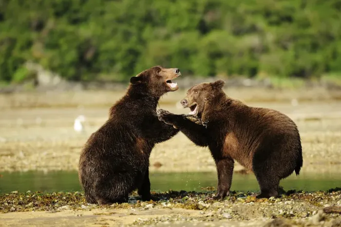 Framed Print : Two Brown Bears -Ursus arctos- play-fighting with each other, Katmai National Park, Alaska Framed Print : Two Brown Bears -Ursus arctos- play-fighting with each other, Katmai National Park, Alaska