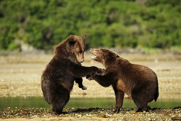 Two Brown Bears -Ursus arctos- play-fighting with each other, Katmai National Park, Alaska