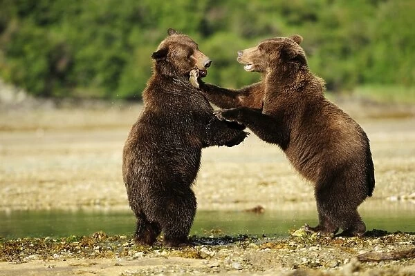 Two Brown Bears -Ursus arctos- play-fighting with each other, Katmai National Park, Alaska