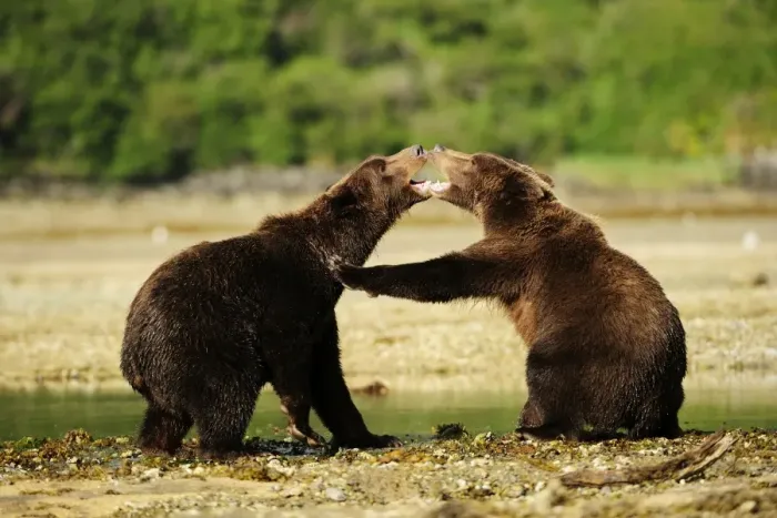 Framed Print : Two Brown Bears -Ursus arctos- play-fighting with each other, Katmai National Park, Alaska Framed Print : Two Brown Bears -Ursus arctos- play-fighting with each other, Katmai National Park, Alaska