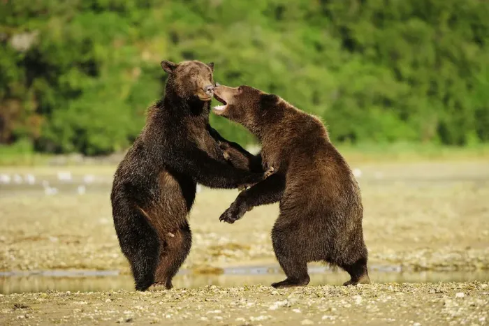 Framed Print : Two Brown Bears -Ursus arctos- play-fighting with each other, Katmai National Park, Alaska Framed Print : Two Brown Bears -Ursus arctos- play-fighting with each other, Katmai National Park, Alaska