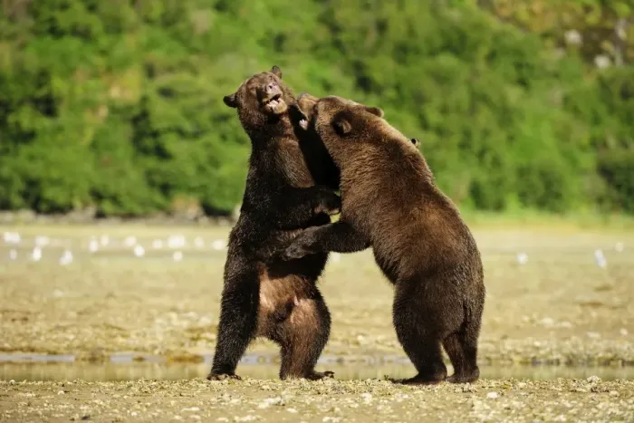 Framed Print : Two Brown Bears -Ursus arctos- play-fighting with each other, Katmai National Park, Alaska Framed Print : Two Brown Bears -Ursus arctos- play-fighting with each other, Katmai National Park, Alaska