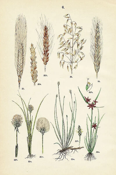 Brown flats edge, spike-rush, tussock cottongrass, wheat, rye, barley, oatmea - Botanical illustration 1883