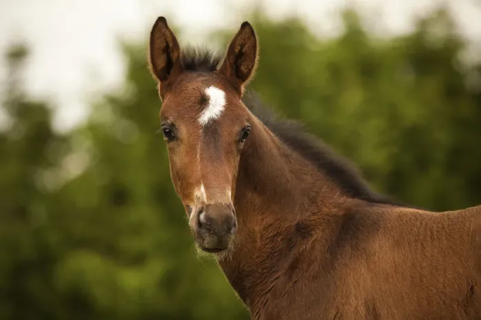 Framed Print : Brown foal, 3 weeks, Westphalian, Munsterland, North Rhine-Westphalia, Germany Framed Print : Brown foal, 3 weeks, Westphalian, Munsterland, North Rhine-Westphalia, Germany