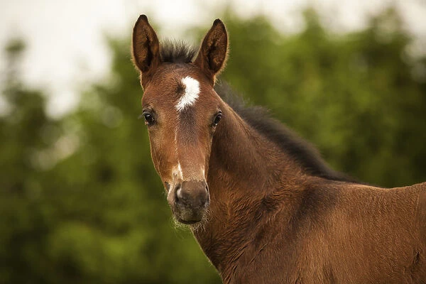 Brown foal, 3 weeks, Westphalian, Munsterland, North Rhine-Westphalia, Germany