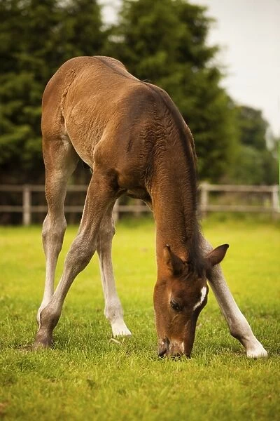 Brown foal, 3 weeks, Westphalian, trying to graze, Munsterland, North Rhine-Westphalia, Germany
