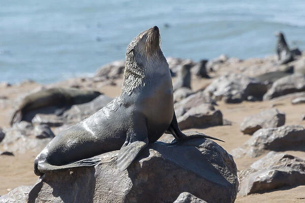 Brown Fur Seal or Cape Fur Seal -Arctocephalus pusillus-, Dorob National Park, Cape Cross, Namibia