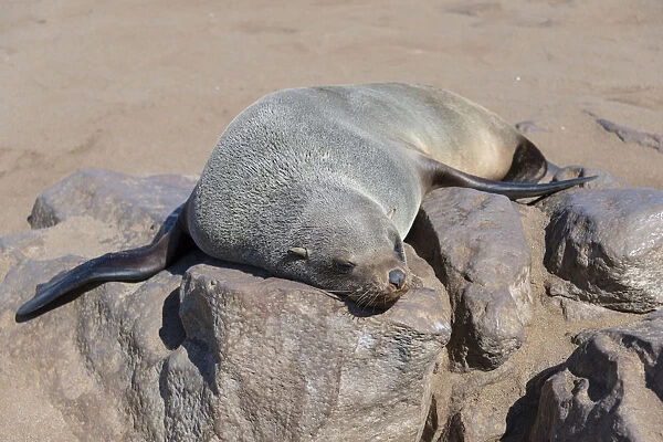 Brown Fur Seal or Cape Fur Seal -Arctocephalus pusillus- sleeping on a rock, Dorob National Park, Cape Cross, Namibia