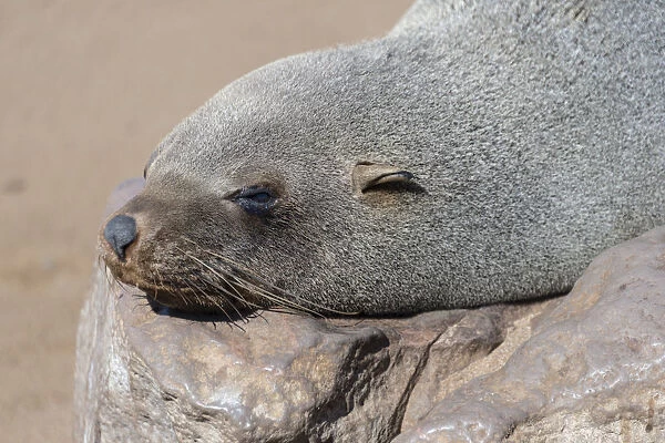 Brown Fur Seal or Cape Fur Seal -Arctocephalus pusillus- sleeping on a rock, Dorob National Park, Cape Cross, Namibia