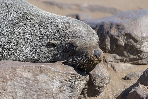 Brown Fur Seal or Cape Fur Seal -Arctocephalus pusillus- lying on a rock, Dorob National Park, Cape Cross, Namibia