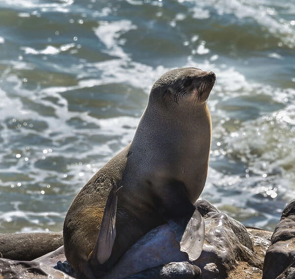 Brown Fur Seal or Cape Fur Seal -Arctocephalus pusillus-, Dorob National Park, Cape Cross, Namibia