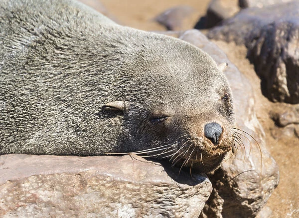 Brown Fur Seal or Cape Fur Seal -Arctocephalus pusillus- resting on a rock, Dorob National Park, Cape Cross, Namibia