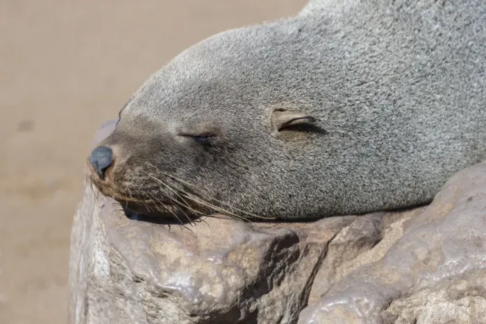 Framed Print : Brown Fur Seal or Cape Fur Seal -Arctocephalus pusillus- sleeping on a rock, Dorob National Park, Cape Cross, Namibia Framed Print : Brown Fur Seal or Cape Fur Seal -Arctocephalus pusillus- sleeping on a rock, Dorob National Park, Cape Cross, Namibia