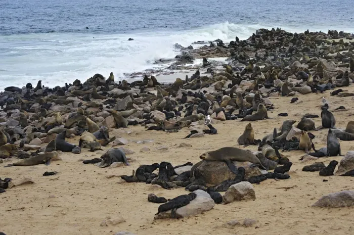 Framed Print : Brown Fur Seals or Cape Fur Seals -Arctocephalus pusillus- on the beach, Cape Cross, Erongo Region, Namibia Framed Print : Brown Fur Seals or Cape Fur Seals -Arctocephalus pusillus- on the beach, Cape Cross, Erongo Region, Namibia
