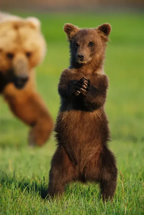 Framed Print : Brown grizzly bear cub (Ursus arctos) standing in front of mother Framed Print : Brown grizzly bear cub (Ursus arctos) standing in front of mother