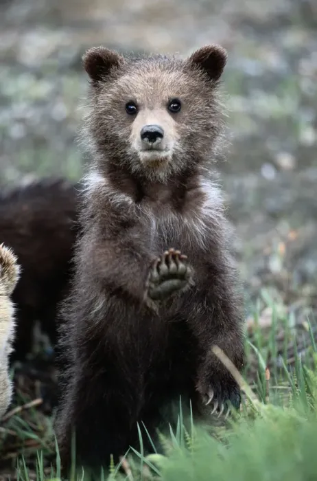 Framed Print : Brown (grizzly) bear, Ursus Arctos, spring, cub on hind legs, stretching front paw Framed Print : Brown (grizzly) bear, Ursus Arctos, spring, cub on hind legs, stretching front paw