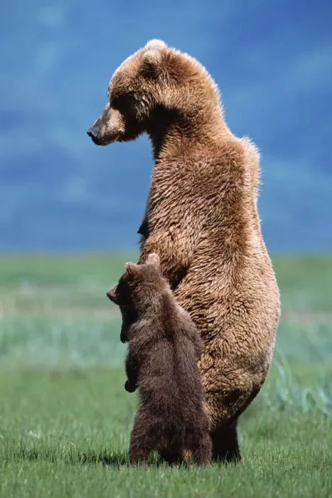 Framed Print : Brown grizzly bear (Ursus arctos) standing with young cub Framed Print : Brown grizzly bear (Ursus arctos) standing with young cub