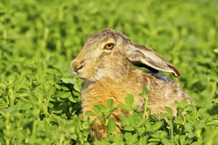 Framed Print : Brown hare -Lepus europaeus- sitting in clover, Burgenland, Austria, Europe