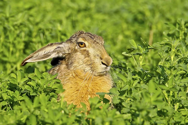Brown hare -Lepus europaeus- sitting in clover, Burgenland, Austria, Europe