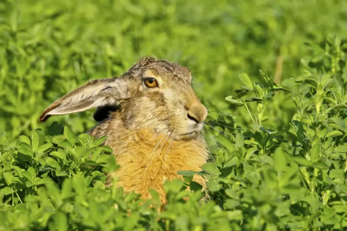 Framed Print : Brown hare -Lepus europaeus- sitting in clover, Burgenland, Austria, Europe Framed Print : Brown hare -Lepus europaeus- sitting in clover, Burgenland, Austria, Europe