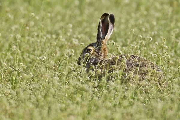 Brown hare -Lepus europaeus- sitting in meadow, Burgenland, Austria, Europe