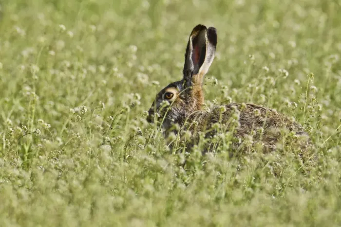 Framed Print : Brown hare -Lepus europaeus- sitting in meadow, Burgenland, Austria, Europe Framed Print : Brown hare -Lepus europaeus- sitting in meadow, Burgenland, Austria, Europe