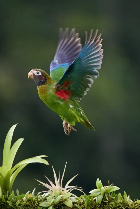 Framed Print : Brown-hooded Parrot (Pyrilia haematotis)