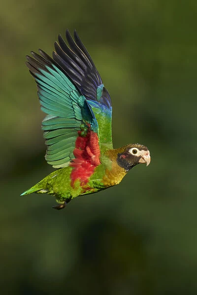 Brown-hooded Parrot (Pyrilia haematotis)