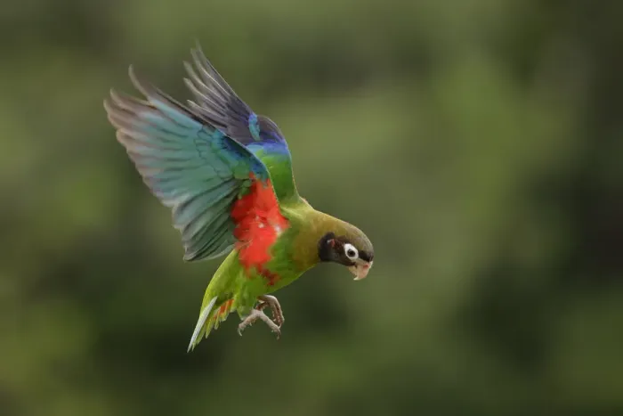 Framed Print : Brown-hooded Parrot (Pyrilia haematotis)