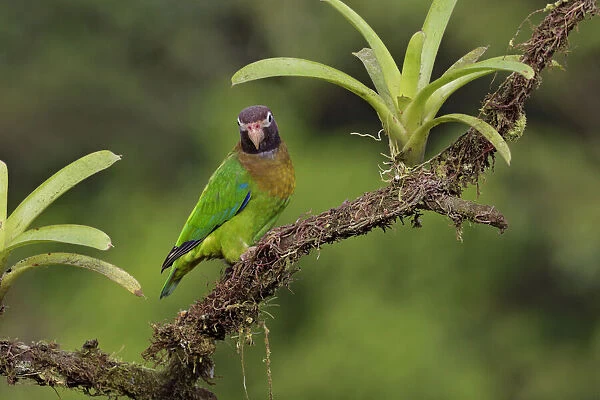 Brown-hooded Parrot in rainforest