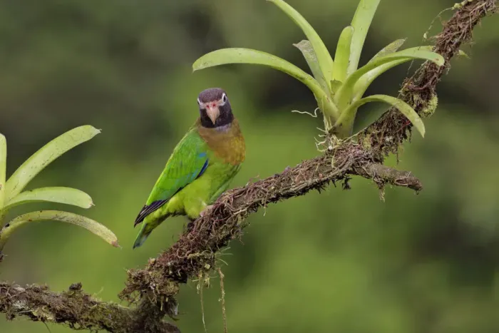 Framed Print : Brown-hooded Parrot in rainforest Framed Print : Brown-hooded Parrot in rainforest