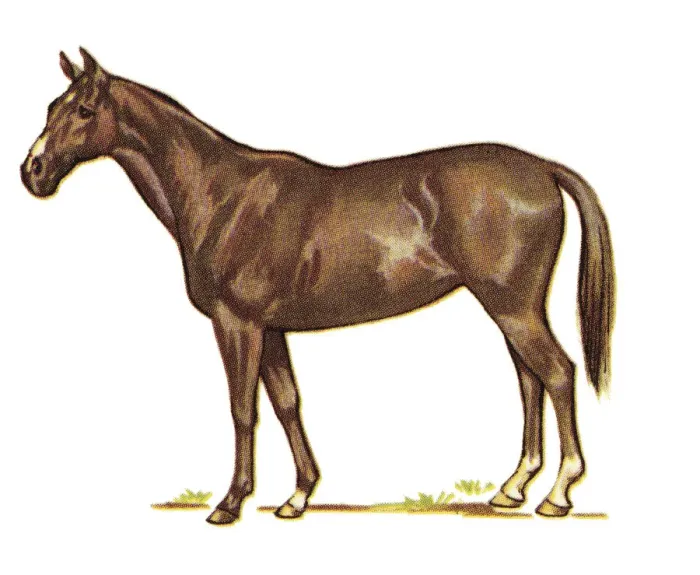 Framed Print : Brown Horse Framed Print : Brown Horse