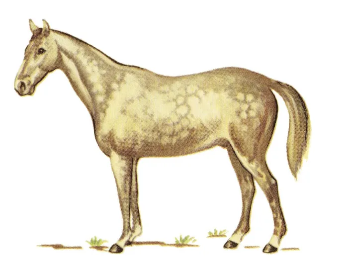 Framed Print : Brown Horse Framed Print : Brown Horse