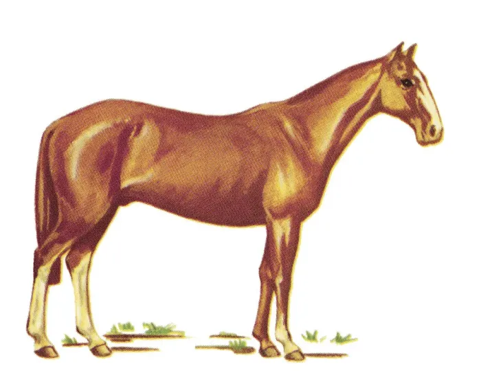 Framed Print : Brown Horse Framed Print : Brown Horse