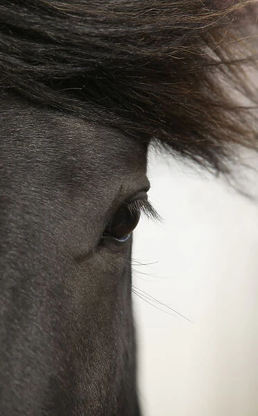 Brown horse close up