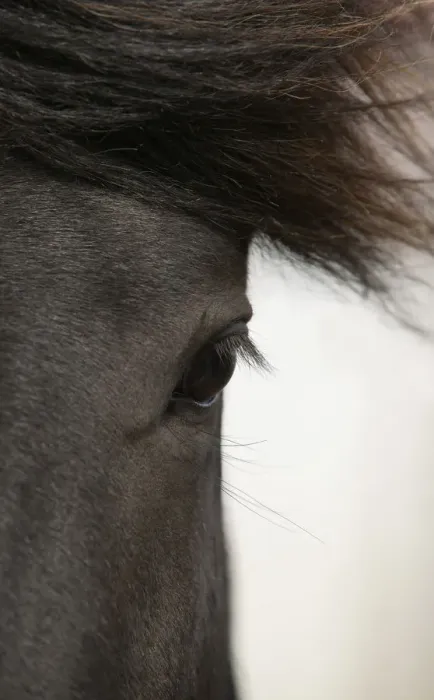 Framed Print : Brown horse close up