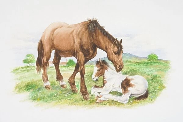 Brown horse (Equus caballus) standing next to white-brown foal lying in grass