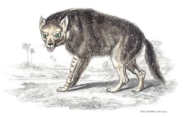 Brown hyena engraving 1840