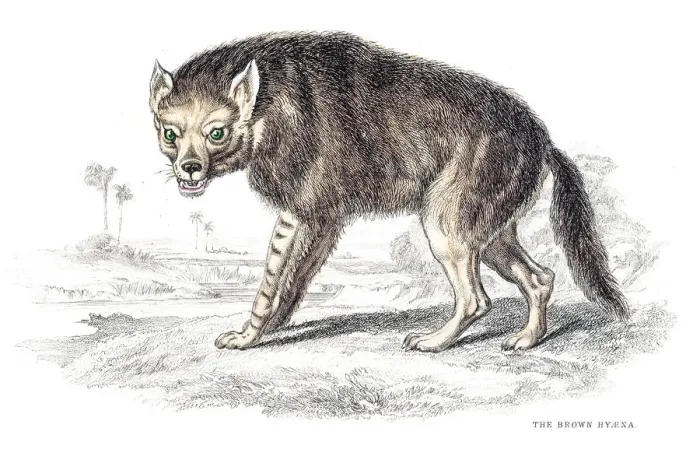 Framed Print : Brown hyena engraving 1840 Framed Print : Brown hyena engraving 1840