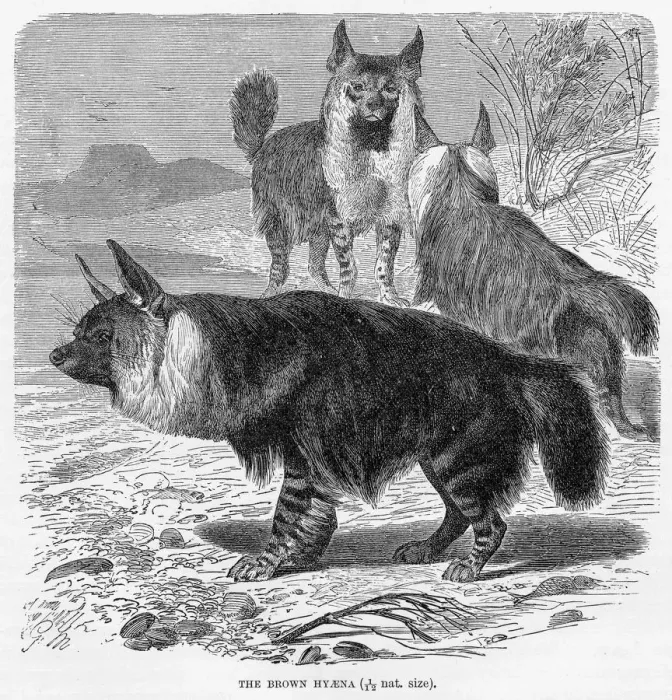 Framed Print : Brown hyena engraving 1894 Framed Print : Brown hyena engraving 1894