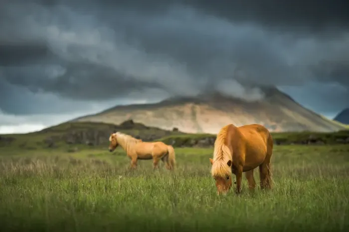 Framed Print : Brown icelandic horses on a field Framed Print : Brown icelandic horses on a field