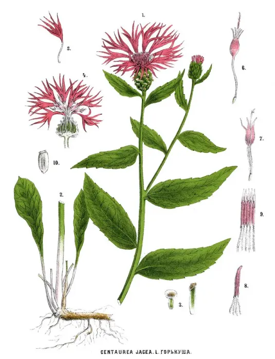 Framed Print : brown knapweed or brownray knapweed Framed Print : brown knapweed or brownray knapweed