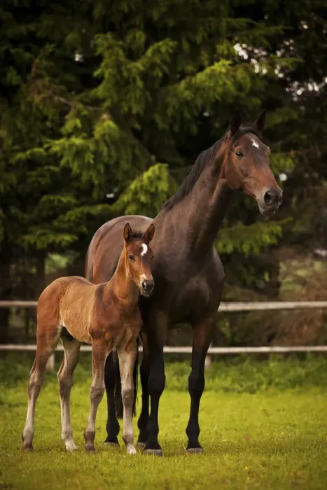 Framed Print : Brown mare and foal, 3 weeks Westphalia, Munsterland, North Rhine-Westphalia, Germany Framed Print : Brown mare and foal, 3 weeks Westphalia, Munsterland, North Rhine-Westphalia, Germany