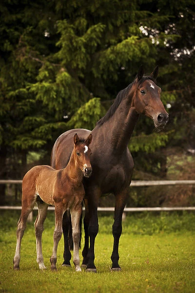 Brown mare and foal, 3 weeks Westphalia, Munsterland, North Rhine-Westphalia, Germany